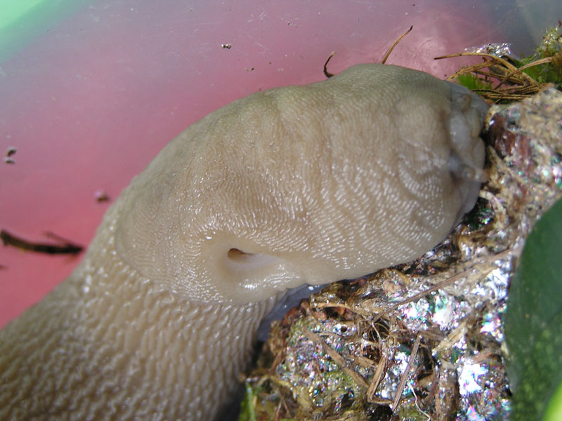 Limax strobeli PINI da Esino Lario (LC)